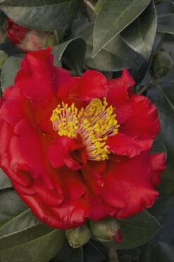 Bob Hope Camellia Japonica - 3 Gallon Pot -Plant Serie Store Camellia Bob Hope 5