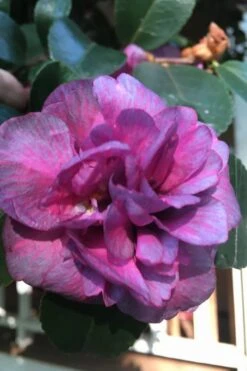 Bonanza Purple Camellia Sasanqua - 1 Gallon Pot 14 Bonanza Purple Camellia Sasanqua - 1 Gallon Pot -Plant Serie Store Camellia Bonanza Purple 4