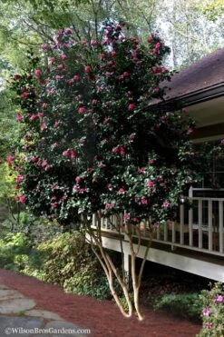 Bonanza Purple Camellia Sasanqua - 1 Gallon Pot 15 Bonanza Purple Camellia Sasanqua - 1 Gallon Pot -Plant Serie Store Camellia Bonanza Purple 7
