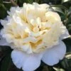 Brushfield Yellow Camellia Japonica - 6 Pack Of 1 Gallon Pots -Plant Serie Store Camellia Brushfield Yellow 11