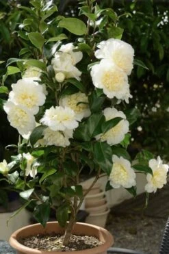 Brushfield Yellow Camellia Japonica - 6 Pack Of 1 Gallon Pots 12 Brushfield Yellow Camellia Japonica - 6 Pack Of 1 Gallon Pots -Plant Serie Store Camellia Brushfield Yellow 500x750 1