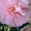 Cotton Candy Camellia Sasanqua - 1 Gallon Pot -Plant Serie Store Camellia Cotton Candy 500x750 1