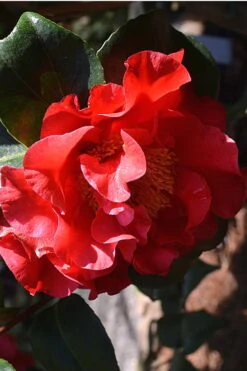 Frank Brownlee Camellia - 3 Gallon Pot 9 Frank Brownlee Camellia - 3 Gallon Pot -Plant Serie Store Camellia Frank Brownlee 2