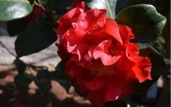 Frank Brownlee Camellia - 3 Gallon Pot 10 Frank Brownlee Camellia - 3 Gallon Pot -Plant Serie Store Camellia Frank Brownlee 3