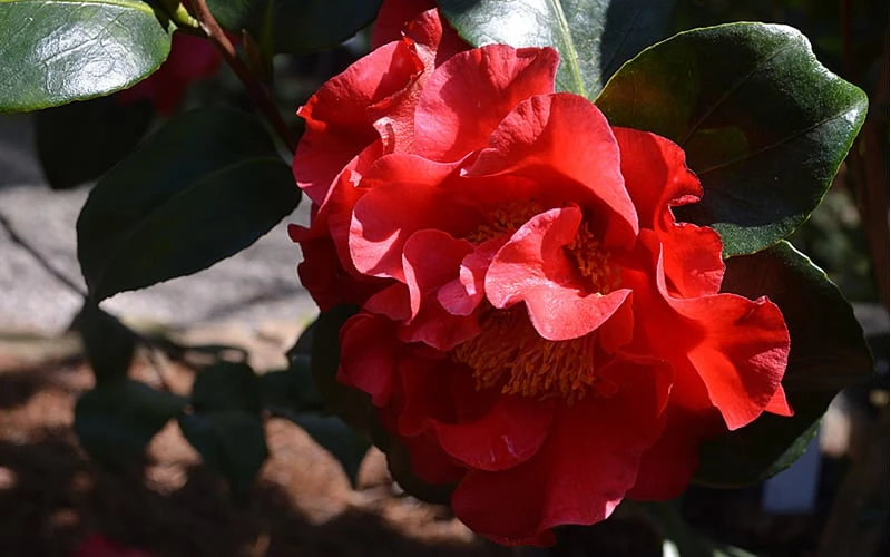 Frank Brownlee Camellia - 3 Gallon Pot 6 Frank Brownlee Camellia - 3 Gallon Pot - Image 5