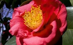 Greensboro Red Camellia Japonica - 3 Gallon Pot 9 Greensboro Red Camellia Japonica - 3 Gallon Pot -Plant Serie Store Camellia Greensboro Red 1