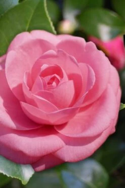 Plant Serie Store 9 Jerry Hill Pink Camellia - 3 Gallon Pot