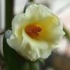 Kicho Yellow Camellia Japonica - 3 Gallon Pot -Plant Serie Store Camellia Kicho 1