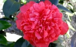 Laura Walker Camellia Japonica - 1 Gallon Pot -Plant Serie Store Camellia Laura Walker 2 1