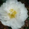 Mine No Yuki Camellia Sasanqua - 1 Gallon Pot -Plant Serie Store Camellia Mine No Yuki 20