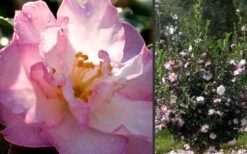 October Magic Orchid Camellia - 3 Gallon Pot -Plant Serie Store Camellia October Magic Orchid Flowers 2 1