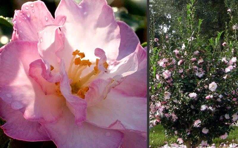 October Magic Orchid Camellia - 2 Gallon Pot 5 October Magic Orchid Camellia - 2 Gallon Pot - Image 4