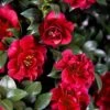October Magic Ruby Camellia - 7 Gallon Pot -Plant Serie Store Camellia October Magic Ruby 20