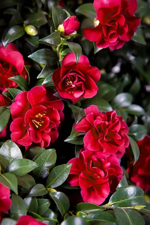 October Magic Ruby Camellia - 7 Gallon Pot 3 October Magic Ruby Camellia - 7 Gallon Pot