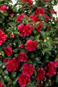 October Magic Ruby Camellia - 7 Gallon Pot 12 October Magic Ruby Camellia - 7 Gallon Pot -Plant Serie Store Camellia October Magic Ruby 27