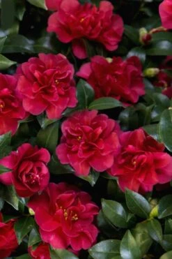October Magic Ruby Camellia - 7 Gallon Pot 13 October Magic Ruby Camellia - 7 Gallon Pot -Plant Serie Store Camellia October Magic Ruby 28