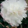 October Magic Snow Camellia - 2.5 Quart Pot -Plant Serie Store Camellia October Magic Snow 5 1