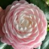 Pink Perfection Camellia Japonica - 6 Pack Of 1 Gallon Pots 2 Pink Perfection Camellia Japonica - 6 Pack Of 1 Gallon Pots -Plant Serie Store Camellia Pink Perfection 26