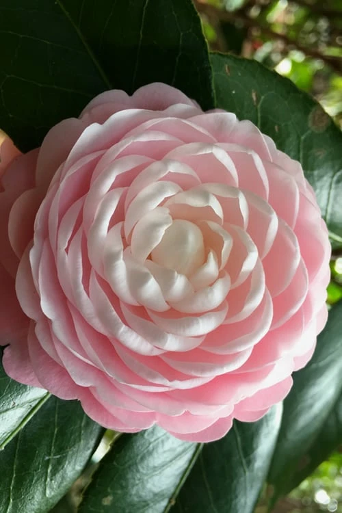 Pink Perfection Camellia Japonica - 6 Pack Of 1 Gallon Pots 3 Pink Perfection Camellia Japonica - 6 Pack Of 1 Gallon Pots