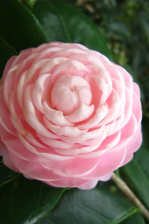 Pink Perfection Camellia Japonica - 6 Pack Of 1 Gallon Pots 6 Pink Perfection Camellia Japonica - 6 Pack Of 1 Gallon Pots - Image 4