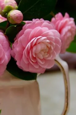 Pink Perfection Camellia Japonica - 6 Pack Of 1 Gallon Pots 12 Pink Perfection Camellia Japonica - 6 Pack Of 1 Gallon Pots -Plant Serie Store Camellia Pink Perfection 29