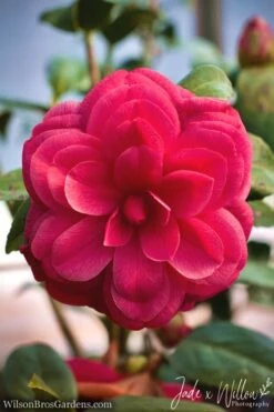 Purple Dawn Camellia Japonica - 7 Gallon Pot (3-4') -Plant Serie Store Camellia Purple Dawn JW 1