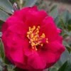 Reverend Ida Red ShiShi Gashira Dwarf Camellia Sasanqua - 3 Gallon Pot -Plant Serie Store Camellia Reverend Ida 1