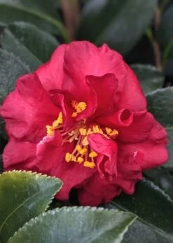 Reverend Ida Red ShiShi Gashira Dwarf Camellia Sasanqua - 3 Gallon Pot -Plant Serie Store Camellia Reverend Ida 3