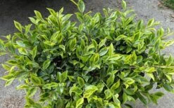 Royal Flush Shi Shi Variegated Camellia Sasanqua - 1 Gallon Pot -Plant Serie Store Camellia Royal Flush Shi Shi 2