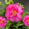 Royal Flush Shi Shi Variegated Camellia Sasanqua - 1 Gallon Pot -Plant Serie Store Camellia Royal Flush Shi Shi 4