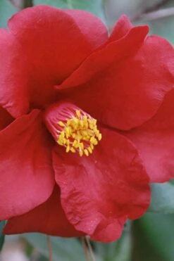 Royal Velvet Red Camellia Japonica - 3 Gallon Pot 11 Royal Velvet Red Camellia Japonica - 3 Gallon Pot -Plant Serie Store Camellia Royal Velvet 2