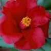 Royal Velvet Red Camellia Japonica - 3 Gallon Pot -Plant Serie Store Camellia Royal Velvet 5