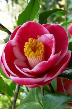 Sadaharu Oh Camellia - 3 Gallon Pot -Plant Serie Store Camellia Sadaharu Oh 6