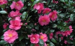 Shishi Gashira Dwarf Camellia Sasanqua - 6 Pack Of 1 Gallon Pots -Plant Serie Store Camellia Shishi Gashira 24