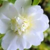 Snow Flurry Cold Hardy Camellia Hybrid - 1 Gallon Pot -Plant Serie Store Camellia Snow Flurry 1