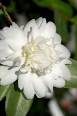 Snow Flurry Cold Hardy Camellia Hybrid - 1 Gallon Pot 13 Snow Flurry Cold Hardy Camellia Hybrid - 1 Gallon Pot -Plant Serie Store Camellia Snow Flurry 8