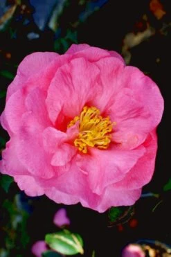 Stephanie Golden Dwarf Camellia Sasanqua - 1 Gallon Pot -Plant Serie Store Camellia Stephanie Golden 12