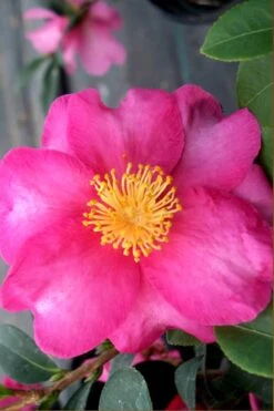Plant Serie Store 13 Stephanie Golden Dwarf Camellia Sasanqua - 1 Gallon Pot