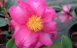 Stephanie Golden Dwarf Camellia Sasanqua - 1 Gallon Pot -Plant Serie Store Camellia Stephanie Golden Closeup Flower