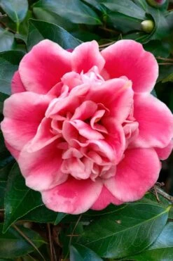 Tama Bambino Camellia Japonica - 3 Gallon Pot -Plant Serie Store Camellia Tama Bambino 1