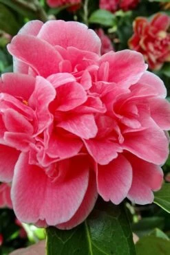 Tama Bambino Camellia Japonica - 3 Gallon Pot -Plant Serie Store Camellia Tama Bambino 10