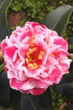 Tama Bambino Camellia Japonica - 3 Gallon Pot -Plant Serie Store Camellia Tama Bambino 2