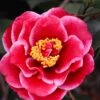 Tama Vino Camellia Japonica - 1 Gallon Pot -Plant Serie Store Camellia Tama Vinio 10