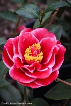 Tama Vino Camellia Japonica - 1 Gallon Pot -Plant Serie Store Camellia Tama Vinio 7