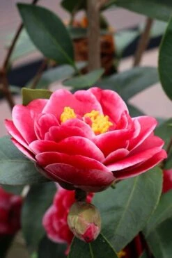 Tama Vino Camellia Japonica - 1 Gallon Pot -Plant Serie Store Camellia Tama Vinio 8
