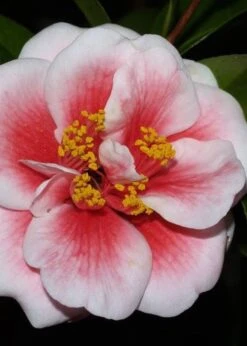 Tama Vino Camellia Japonica - 1 Gallon Pot -Plant Serie Store Camellia Tama Vino 4