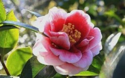 Tama Vino Camellia Japonica - 1 Gallon Pot -Plant Serie Store Camellia Tama Vino 7