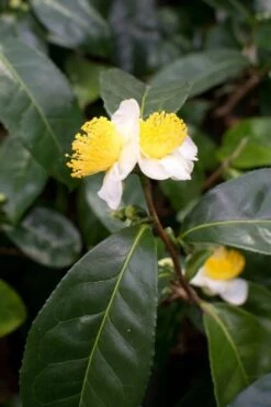 Large Leaf Tea Plant (Camellia Sinensis) - 3 Gallon Pot 13 Large Leaf Tea Plant (Camellia Sinensis) - 3 Gallon Pot -Plant Serie Store Camellia Tea Plant Large Leaf 1