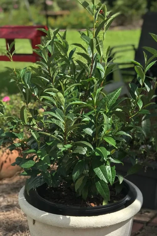 Large Leaf Tea Plant (Camellia Sinensis) - 3 Gallon Pot 6 Large Leaf Tea Plant (Camellia Sinensis) - 3 Gallon Pot - Image 4