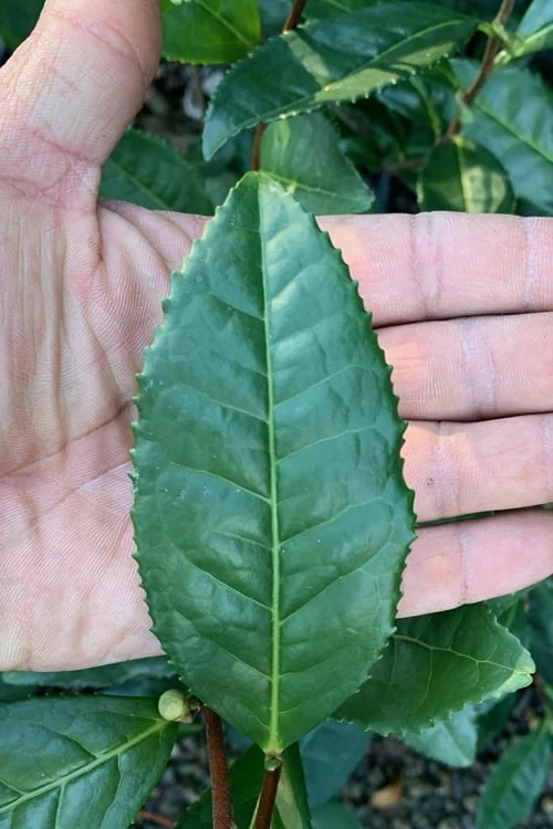 Large Leaf Tea Plant (Camellia Sinensis) - 3 Gallon Pot 7 Large Leaf Tea Plant (Camellia Sinensis) - 3 Gallon Pot - Image 5
